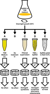 Harmful Effect of Rheinheimera sp. EpRS3 (Gammaproteobacteria) Against the Protist Euplotes aediculatus (Ciliophora, Spirotrichea): Insights Into the Ecological Role of Antimicrobial Compounds From Environmental Bacterial Strains